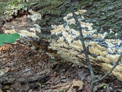 Radulomyces copelandii