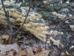 Radulomyces copelandii