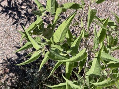 Ambrosia ambrosioides