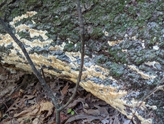 Radulomyces copelandii