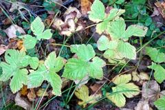Rubus humulifolius
