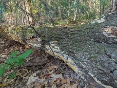 Radulomyces copelandii