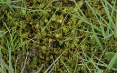 Triquetrella papillata