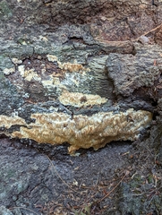 Radulomyces copelandii