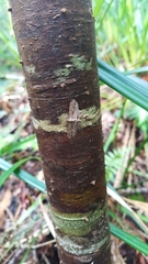 Chloroclystis filata