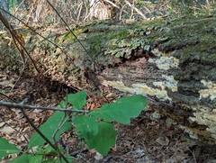 Radulomyces copelandii