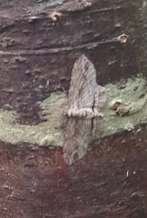 Chloroclystis filata