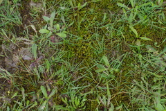 Triquetrella papillata