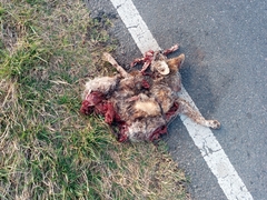 Lycalopex gymnocercus