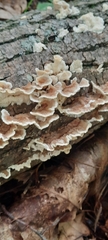 Gloeoporus dichrous