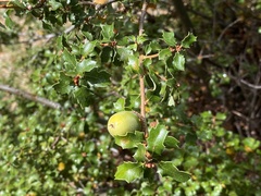 Quercus berberidifolia