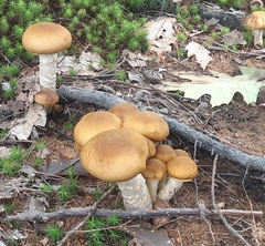 Armillaria
