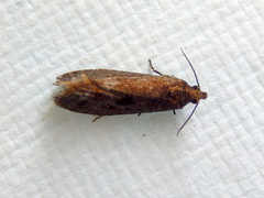 Cryptaspasma sordida