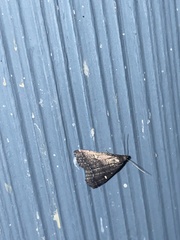 Tetanolita mynesalis