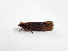 Cryptaspasma sordida