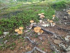Armillaria