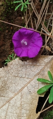 Ipomoea plummerae