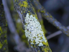 Flavoparmelia subcapitata