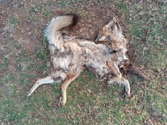 Lycalopex gymnocercus