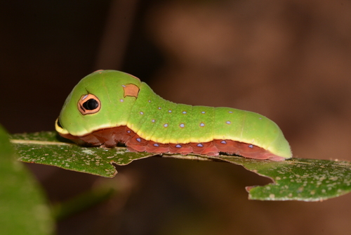 Palamedes Swallowtail