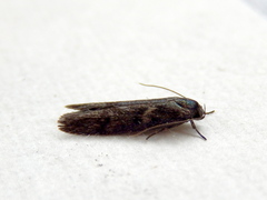Crossophora semiota