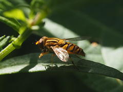 Parhelophilus