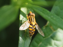 Parhelophilus