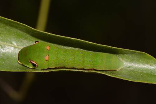 Palamedes Swallowtail