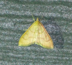 Helvibotys helvialis