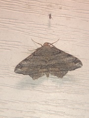 Macaria multilineata