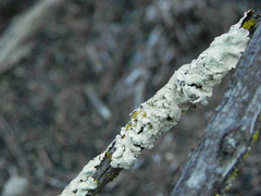 Parmeliaceae