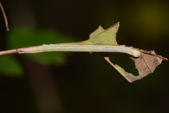 Parallelia bistriaris