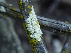 Flavoparmelia subcapitata