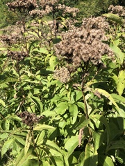 Eutrochium maculatum