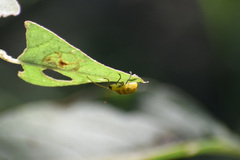 Diabrotica balteata
