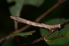 Ectropis crepuscularia