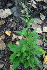 Artemisia integrifolia