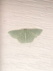 Synchlora frondaria