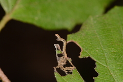 Ectropis crepuscularia