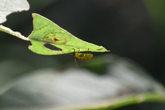 Diabrotica balteata