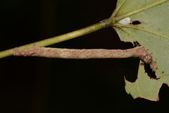 Iridopsis