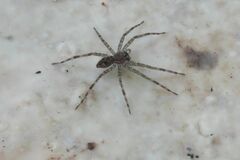 Dolomedes tenebrosus