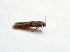Blastobasis tanyptera