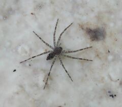 Dolomedes tenebrosus