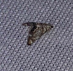 Eoparargyractis irroratalis