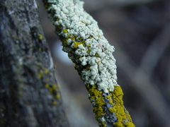 Flavoparmelia subcapitata