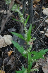 Artemisia integrifolia
