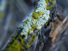 Flavoparmelia subcapitata