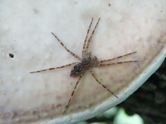 Dolomedes tenebrosus