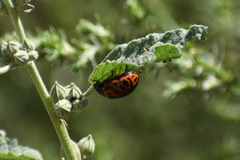 Calligrapha serpentina